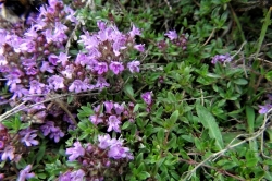 Wild Thyme