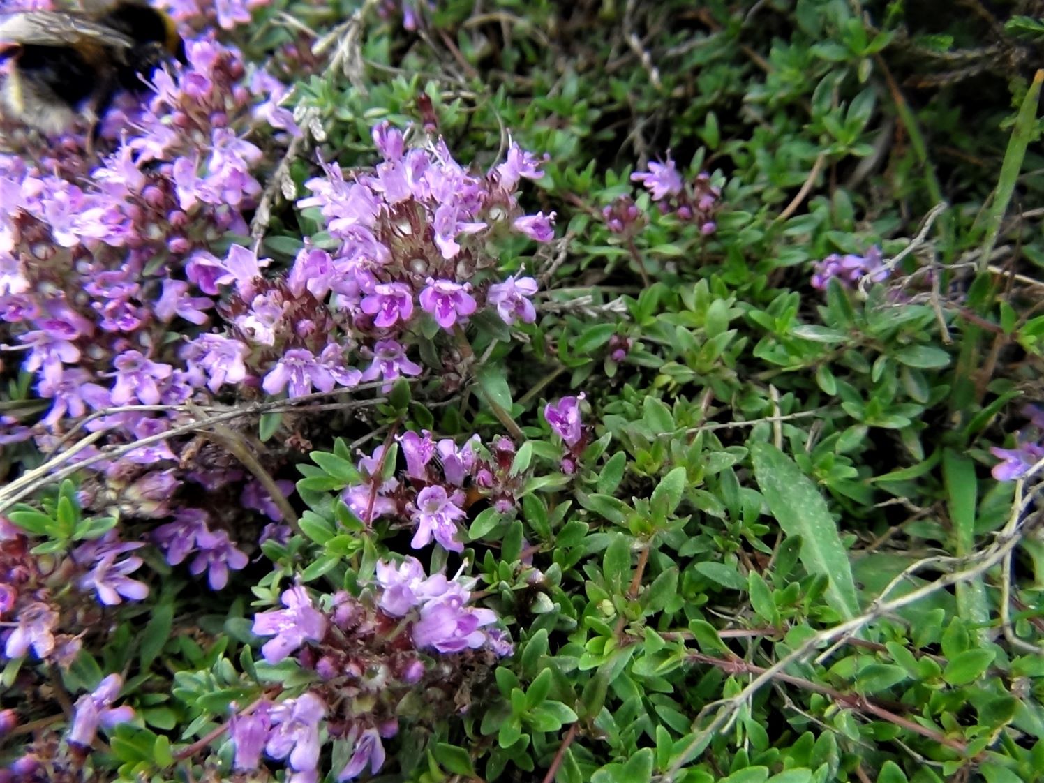 Wild Thyme
