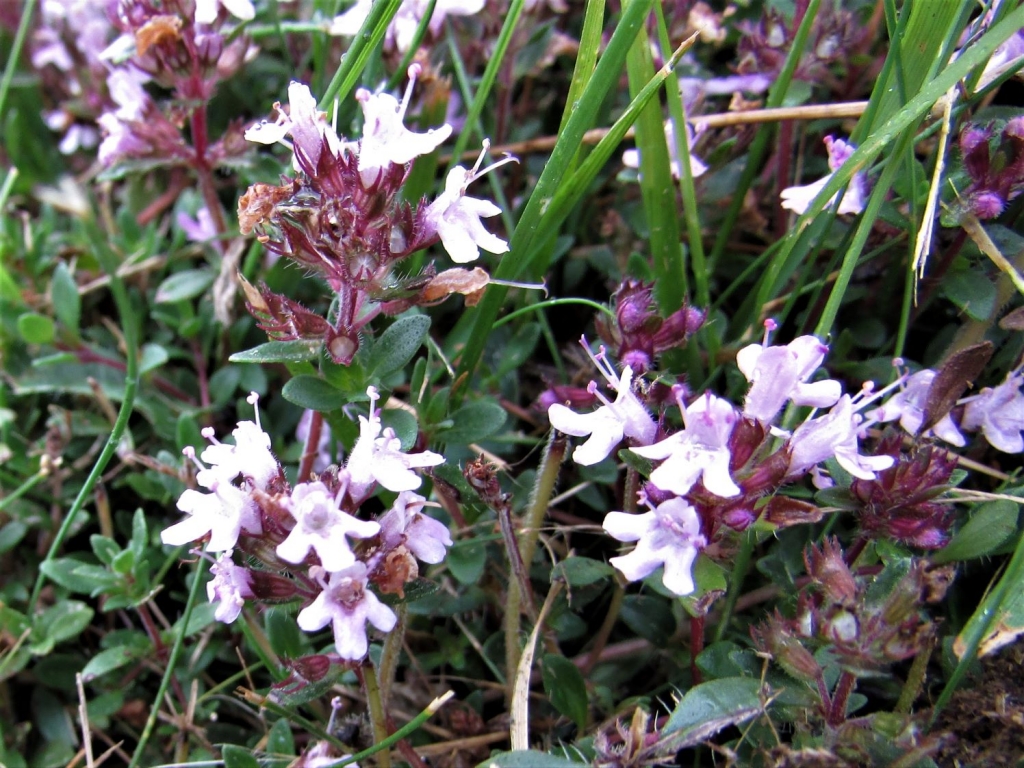 Wild Thyme