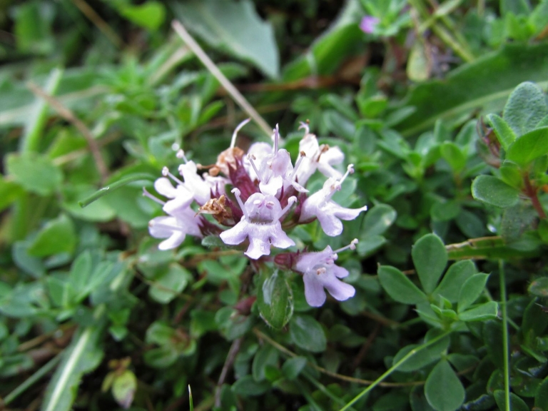 wild thyme group
