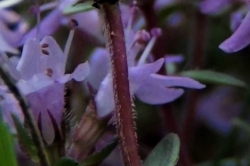 Flower Stem