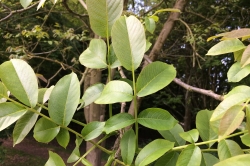 Leaves