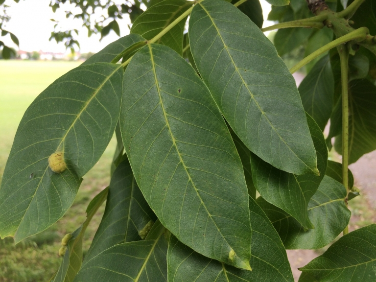 Walnut