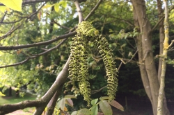 Male Flowers