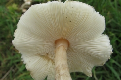 Gills