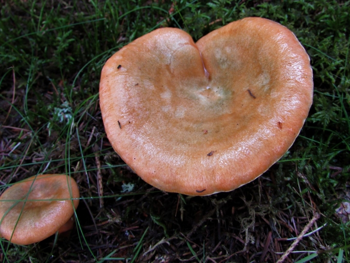 False Saffron Milkcap