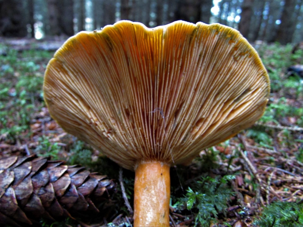 False Saffron Milkcap