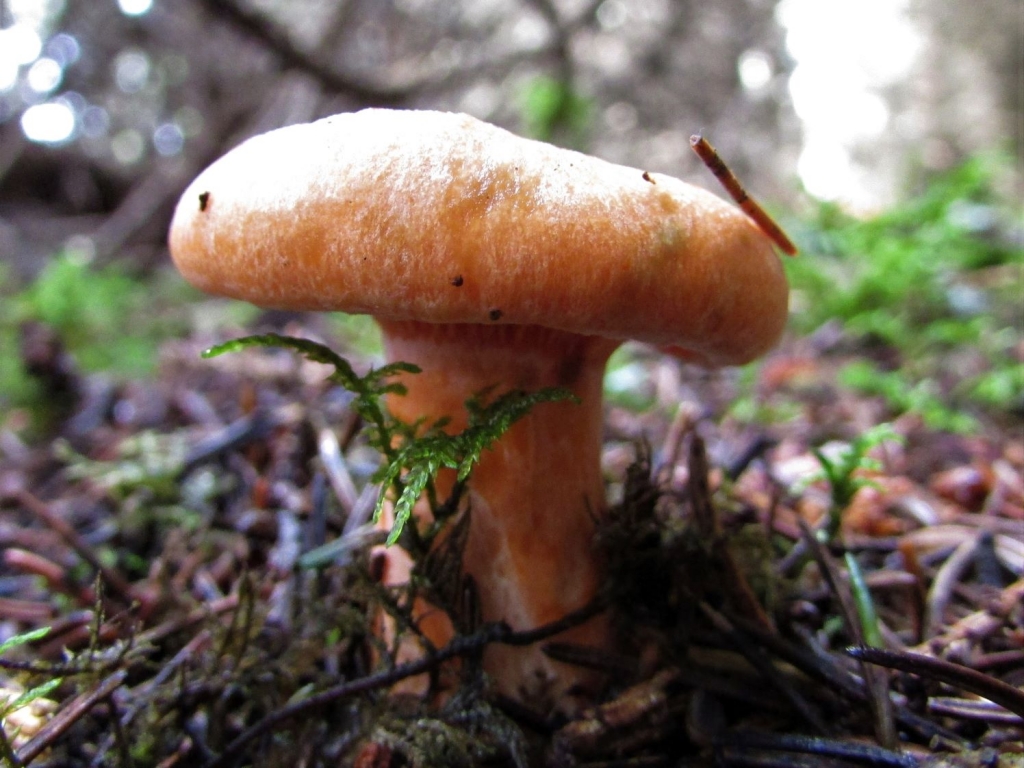 False Saffron Milkcap