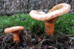 False Saffron Milkcap