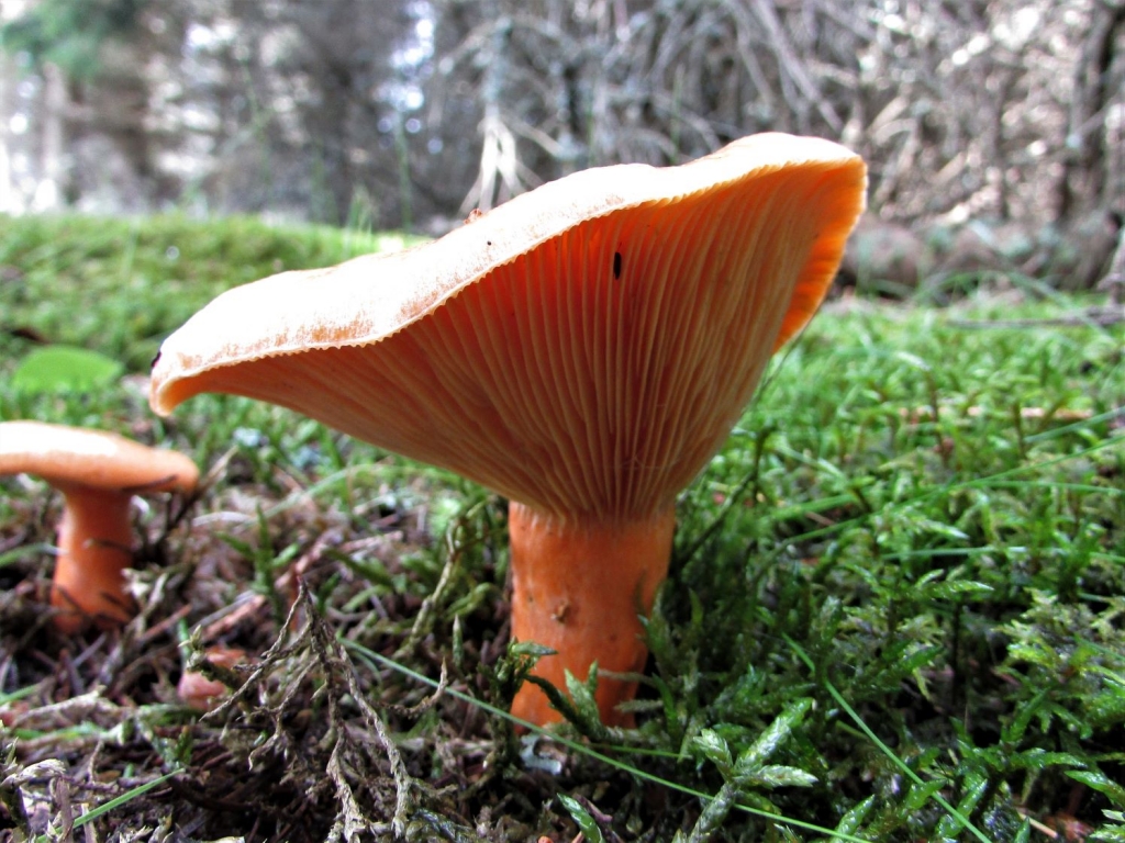 False Saffron Milkcap
