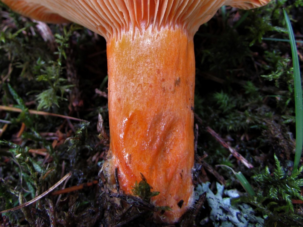 False Saffron Milkcap