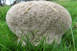 Mosaic Puffball