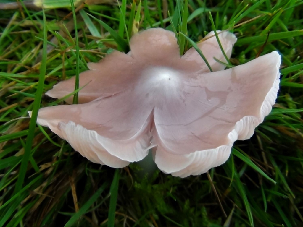 Pink Waxcap