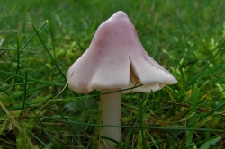 Pink Waxcap