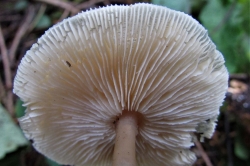 Gills