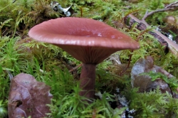 Curry Milkcap