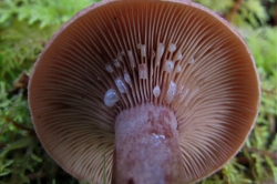 Gills