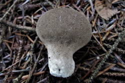 Fruiting Body