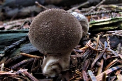 Dusky Puffball