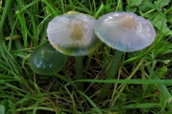 Parrot Waxcap