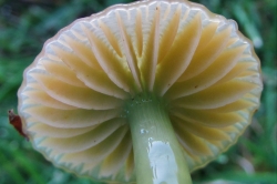 Gills