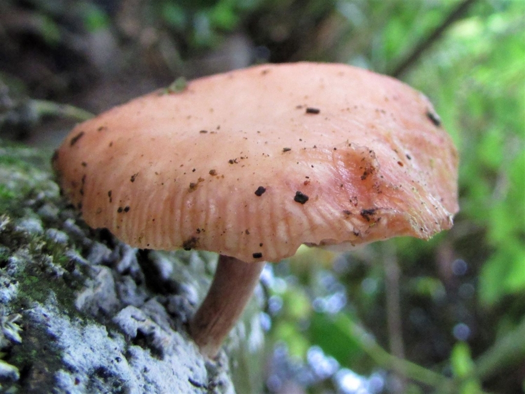Wrinkled Peach - Wild Food UK