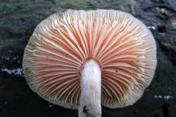 Gills