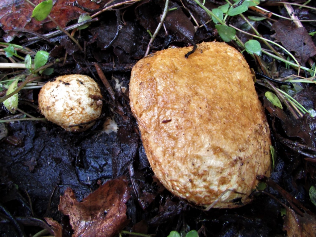 Yellow False Truffle