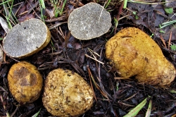 Yellow False Truffle