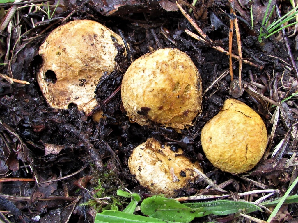 Yellow False Truffle