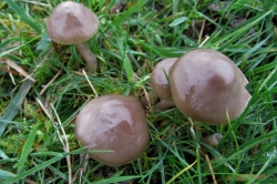 Slimy Waxcap