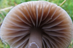 Gills