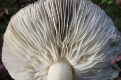 Gills