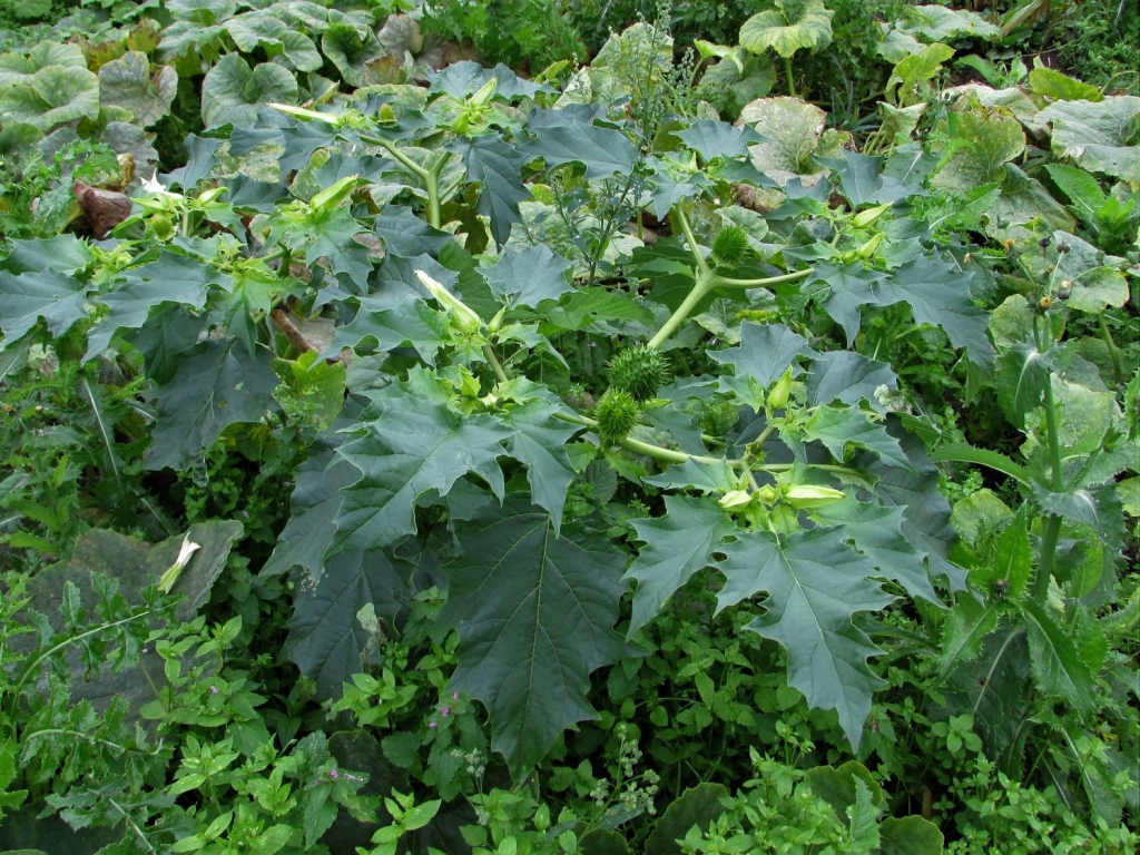 Thornapple