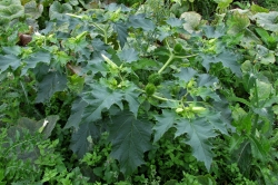 Thornapple