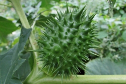 Seed Pods