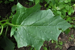 Leaves