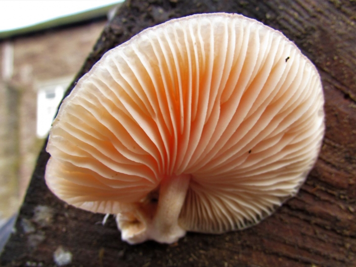 Wrinkled Peach - Wild Food UK