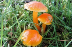 Golden Waxcap