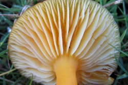 Gills