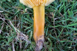 Stem