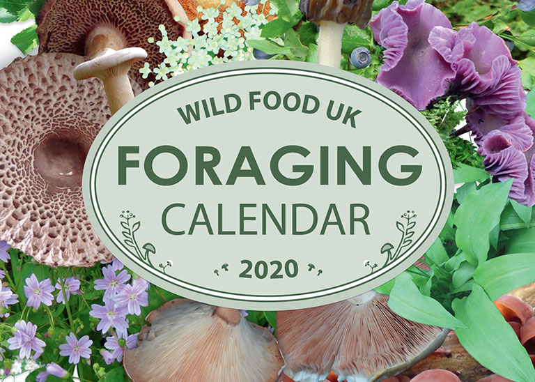 Wild Food Foraging Calenda2
