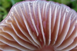 Gills