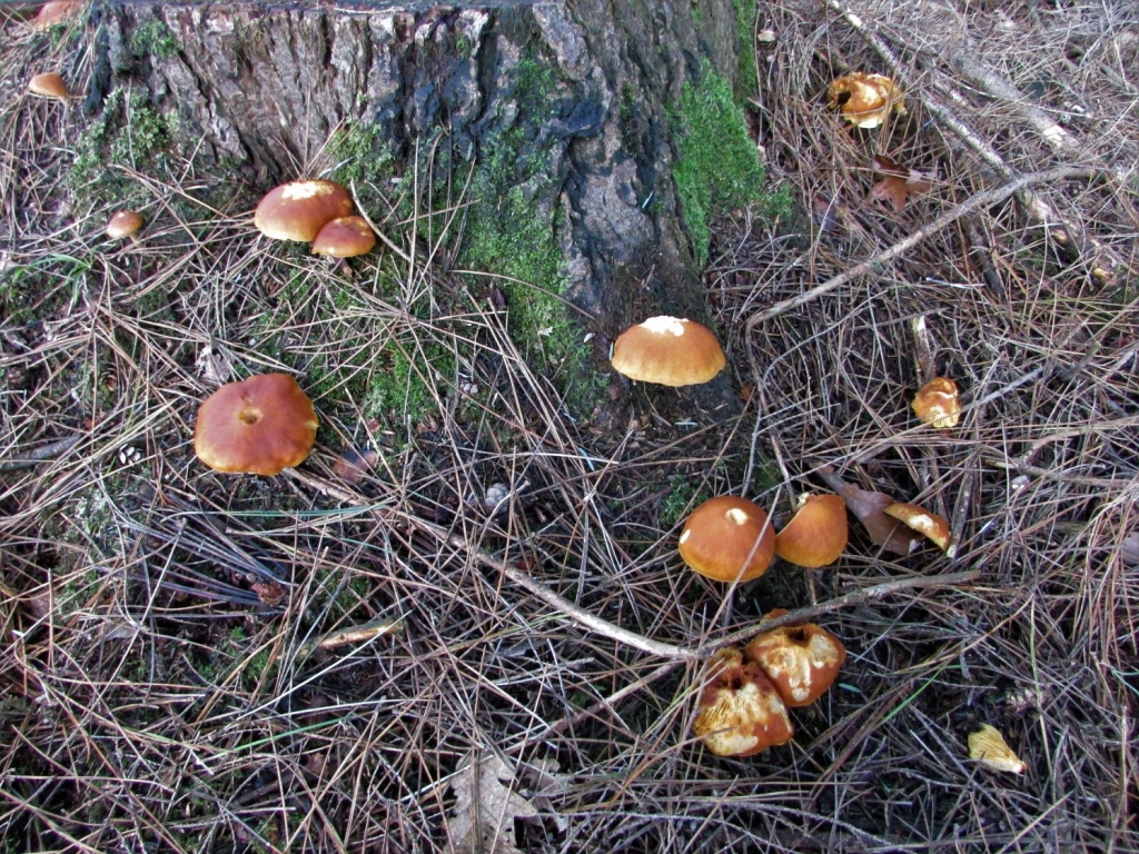 C-Gymn-1-1024x768.jpg