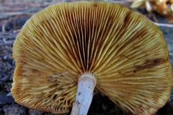 Gills