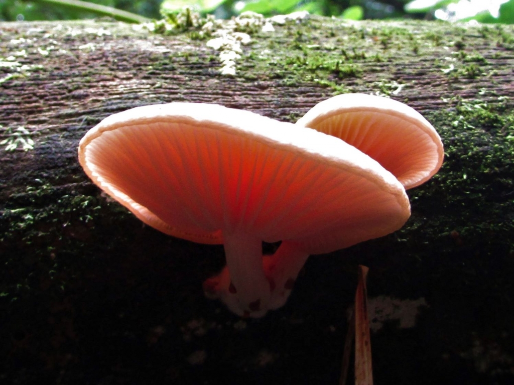 Wrinkled Peach - Wild Food UK