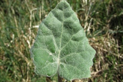 Leaves