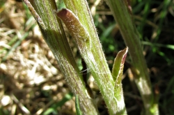 Flower Stem