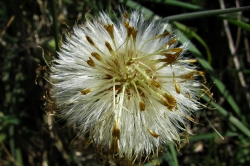 Seeds