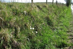 Habitat